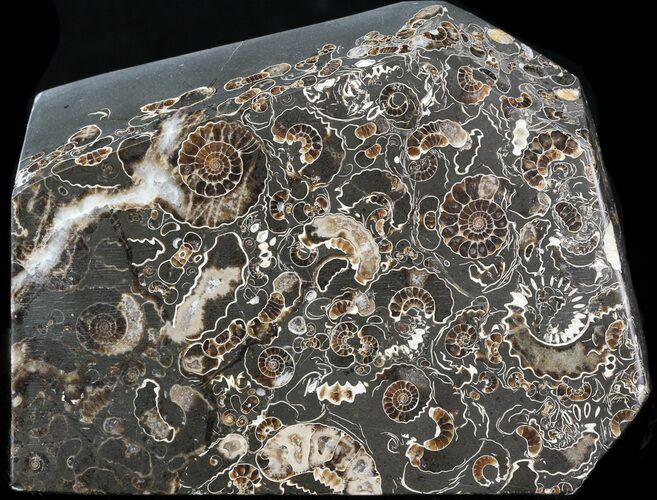 Polished Ammonite Fossil - Marston Magna Marble - Free Standing #42218